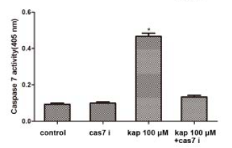 caspase 3/7 caspase 3/7